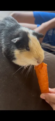 Porquinho da índia 