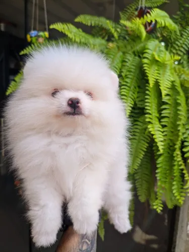 Lulu da Pomerânia