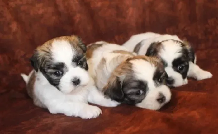 Lhasa Apso Filhotes Sensacionais.