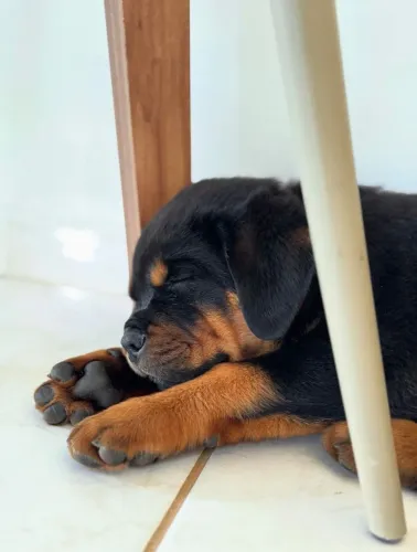 Criação responsável de Rottweiler com foco em saúde, beleza e temperamento.