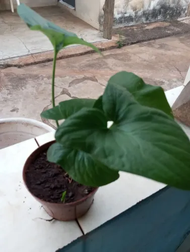Planta cavalo morto