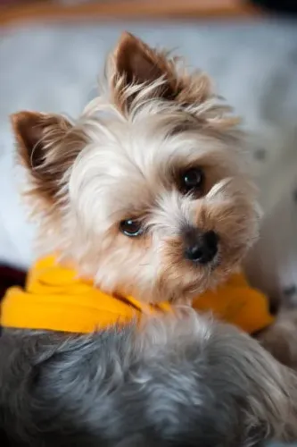 ? Yorkshire Terrier Disponível | Consulte Fotos e Reserve o Seu