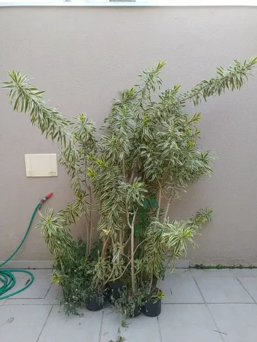 Pleomele Variegata