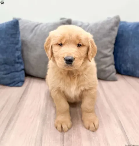 Golden Retriever encantador - não perca