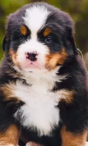 Filhotes de Bernese | Adoráveis do início ao fim!