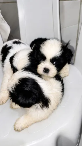 Vendo cachorro da Raça Shiatzu 1 fêmea e 2 machos.