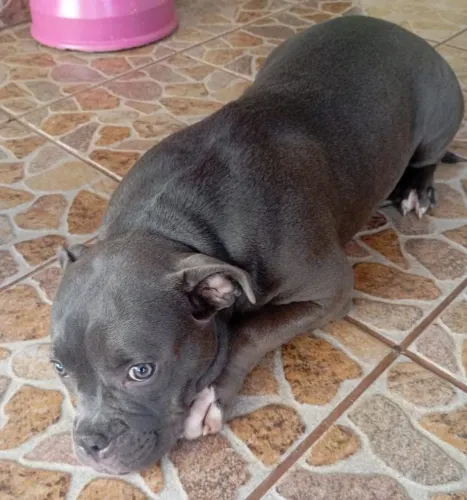 Vende-se Américan Bully 3500