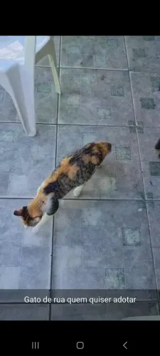 Adoção, gato de rua