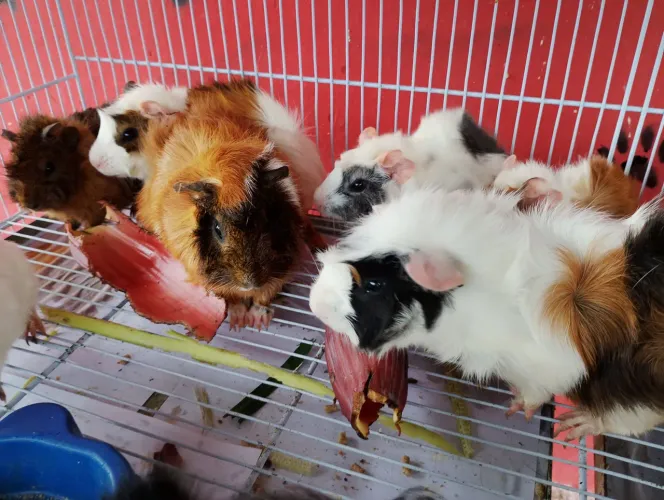 Porquinho da índia abissinio 