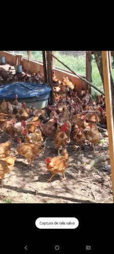 Vende se frango e galinha
