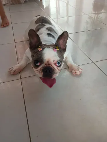 Vendo uma Buldogue Francês 