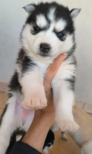 filhotes husky siberiano disponíveis 
