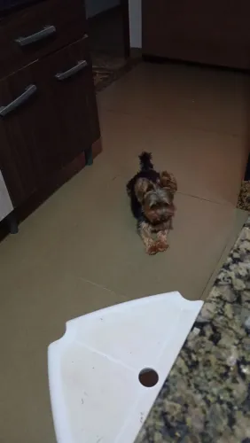 Cachorro 