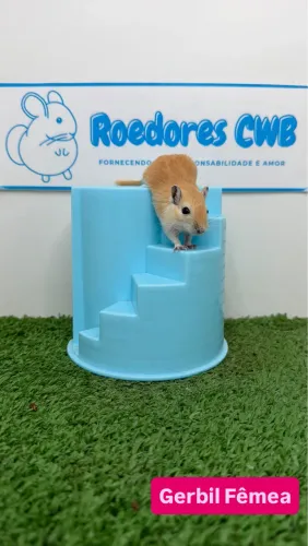 Gerbil/Esquilo da Mongólia (Roedores CWB)