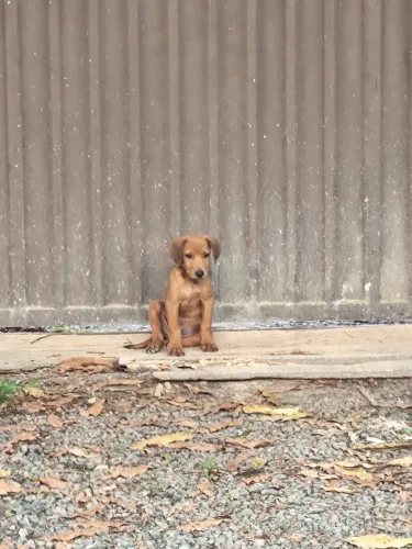 Doação de cachorro