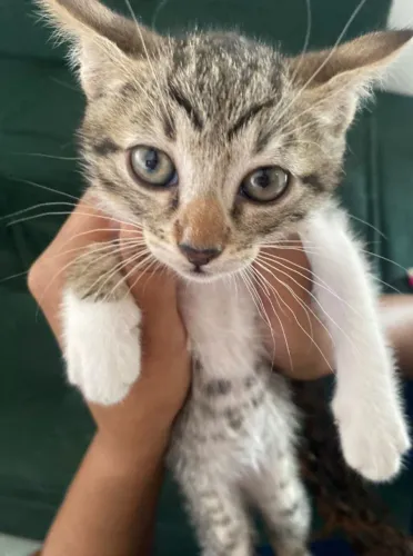 adoção gato