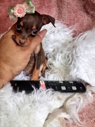 Pinscher zerinhos lindos e brincalhoes