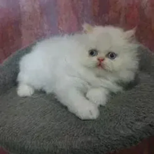 Gato Persa Dócil