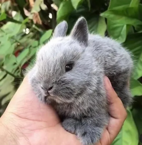 Mini coelho anão Netherland Dwarf 