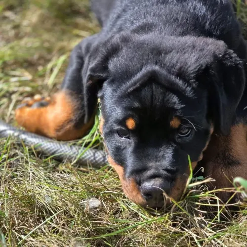Rottweiler/ O guardião supremo com o coração mais dócil para família.