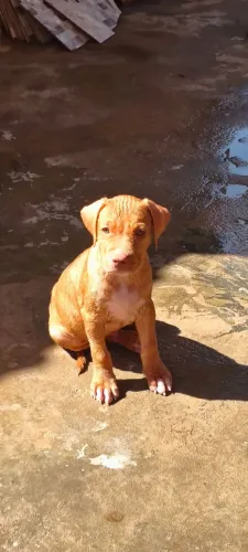Vendo filhote de Pitbull