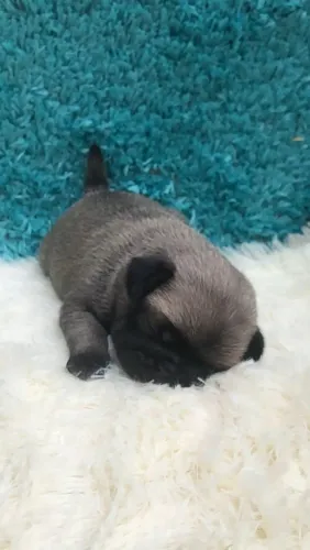 Filhote de Pug