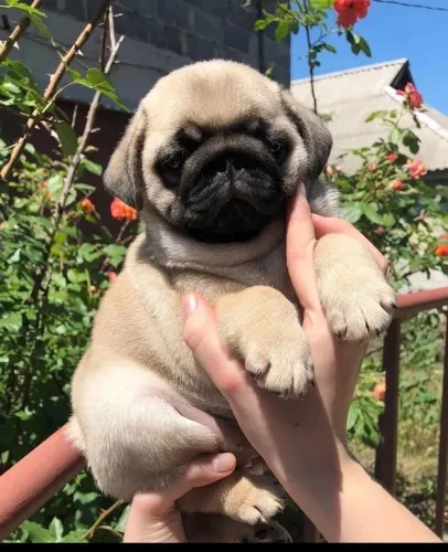 Pug Filhotes para você se encantar todos os dias