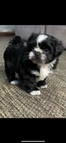 ? Filhotes de Shih Tzu Preto e Branco | Machos e Fêmeas | Santo André