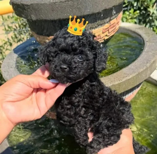 Filhotes de poodle macho e fêmea legítimos