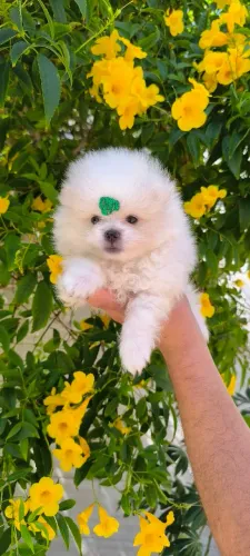 Lulu da Pomerânia