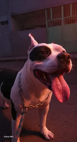 American bully macho para cruzar 