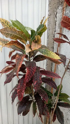 Planta Croton (estou sem espaço)