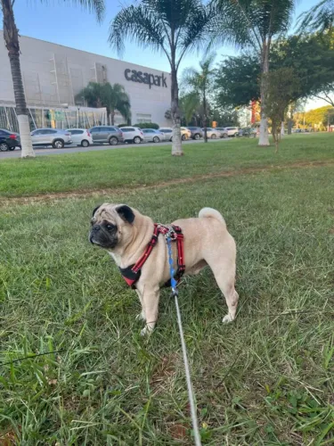 Pug macho, 6 anos, à procura de uma namorada!