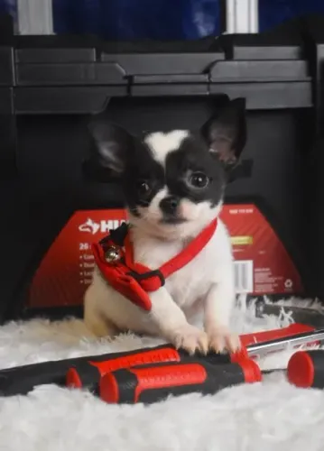 Chihuahua Mini - Saúde e acompanhamento garantido