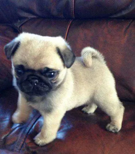 Filhote Pug, Seu novo cãopanheiro está esperando por você!
