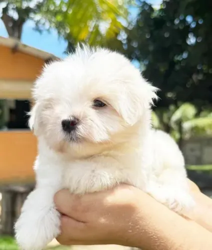 Filhote Maltês, Seu coração está pronto para esse novo amor peludo?