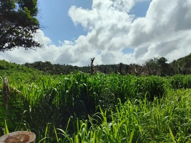 Fazenda em Vargem Grande-MA