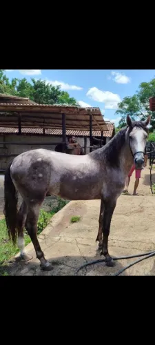 Potro Mangalarga Marchador 3 Anos