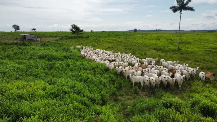 Fazenda de 530 alqueires no Pará-PA