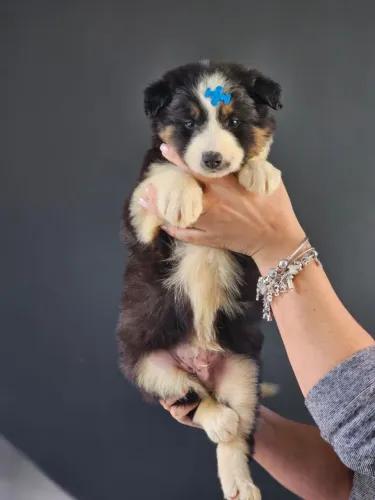 Border Collie | Preto Tricolor