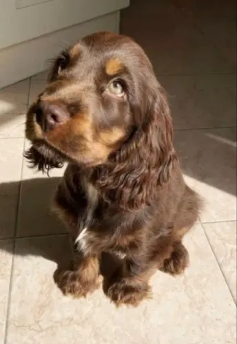 Onde tem um Cocker, tem amor espalhado.