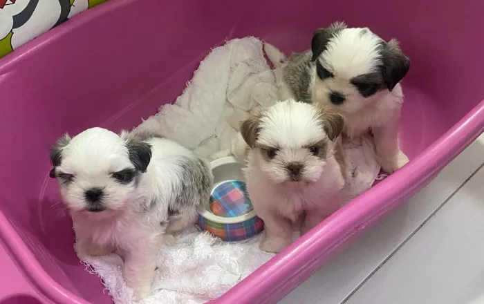 Filhotes de Shih Tzu 