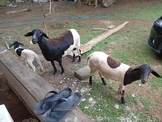 Vendo 3 ovelhas ótimas reprodutoras.  Faça sua proposta .
