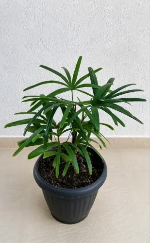 Vendo Plantas Ráfias