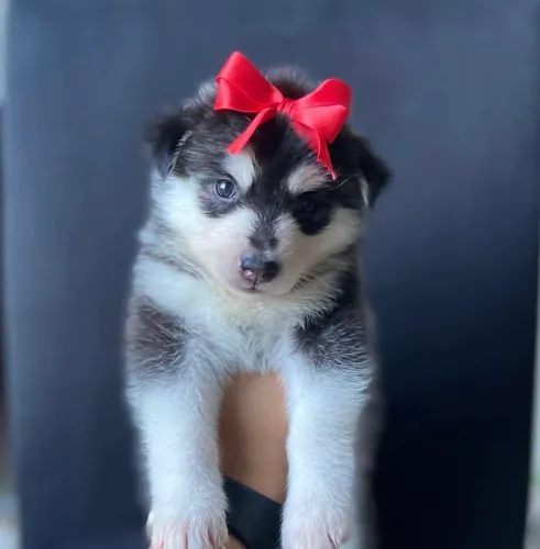 Filhote Husky siberiano