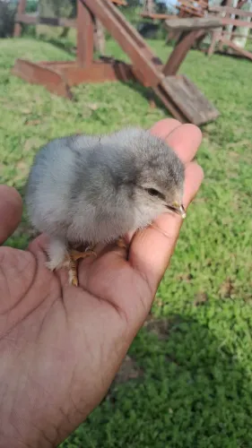 Lote Pintinhos Galinha Brahma 100%Puros