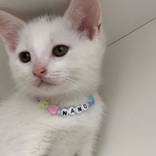 COLAR MISSANGA FOFO ANIMAL DE ESTIMAÇÃO