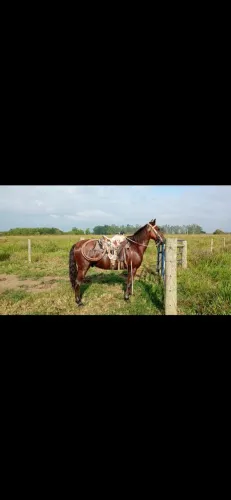 Cavalo 