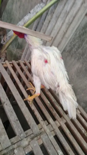 Frango branco da raça Molura com 8 meses  2,8 kg ideal para reprodutor r$ 300  em até 3X 