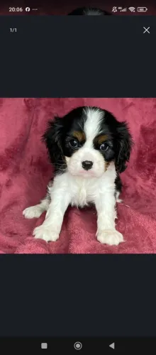 Cavalier King Machos Tricolor
